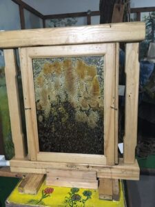 "żywy  ul' - ul z zywymi pszczołami umieszczony w szklanej skrzyni - widać zywe pszczoly i ich gniazdo