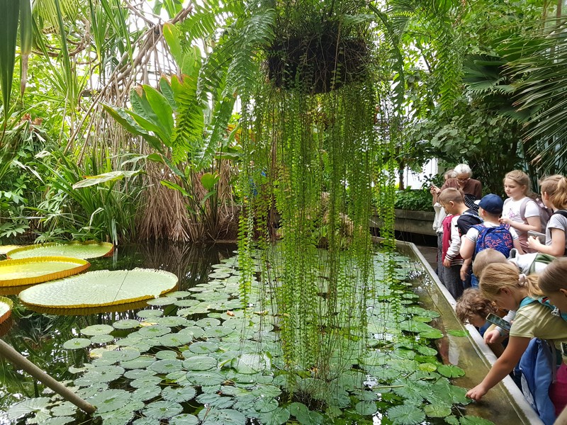 Grupa dzieci podziwia rośliny wodne.